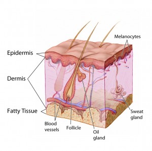 Anatomy_The_Skin_RSVP_MedSpa